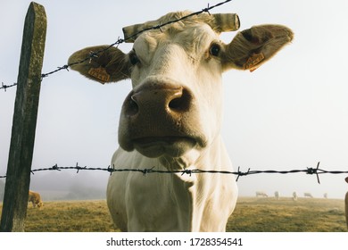 Muzzle of a cow behind a barbed wire fence. Country landscape. Livestock and rural life of a Spanish village. A cow with broken horns against a foggy field.