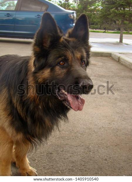 Muzzle dog breed German Shepherd close-up,\
long-haired. Black-red coat color. Ears, nose, tongue, attentive\
look. The car in the\
background.