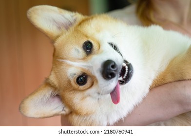 muzzle dog corgi welsh pembroke close-up - Shutterstock ID 2180760941