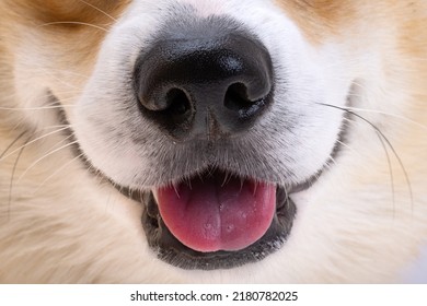 muzzle dog corgi welsh pembroke close-up - Shutterstock ID 2180782025