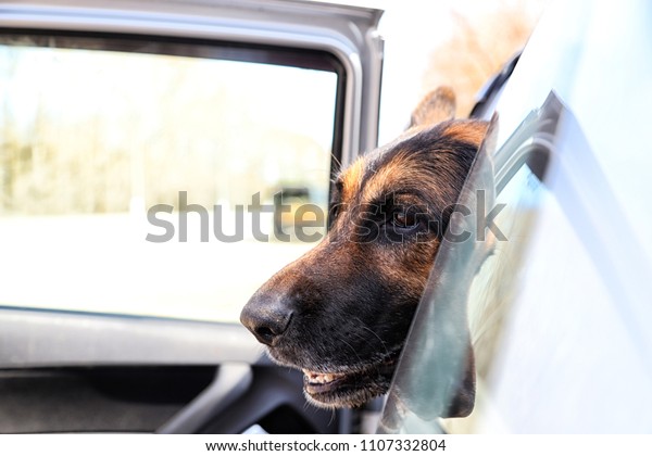 Muzzle of the dog\
German Shepherd in the\
car