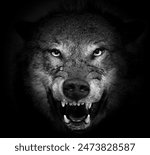 The muzzle of an evil wolf on a black background