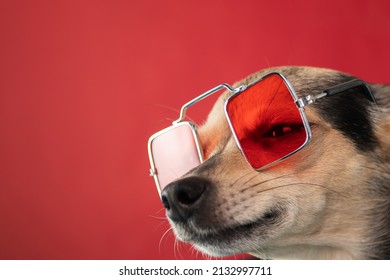 Muzzle Of A Funny Sly Dog On A Red Background