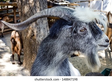 Muzzle Gray Billy Goat Close Zoo Stock Photo 148847198 | Shutterstock