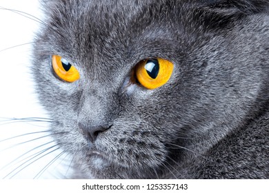 British Cat Muzzle Images Stock Photos Vectors Shutterstock