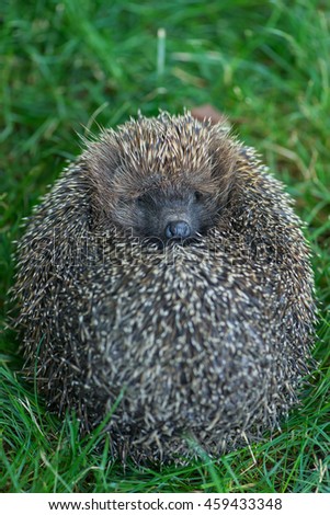 Similar – Igel Garten Erwachsene