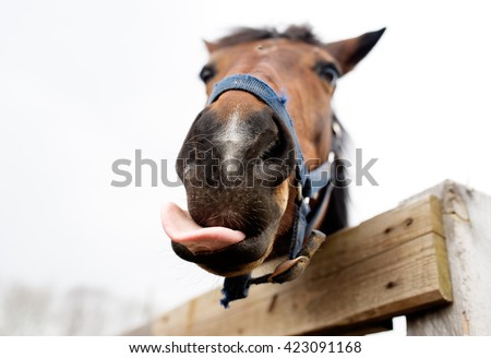 Muzzle of a horse close up. The horse has flicked out tongue.