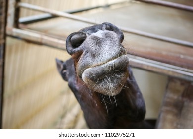 Muzzle Of A Horse Close-up View From Below.