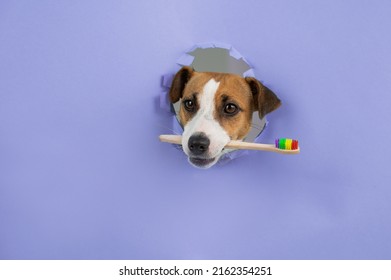 The muzzle of a Jack Russell Terrier sticks out through a hole in a paper lilac background and holds a toothbrush.