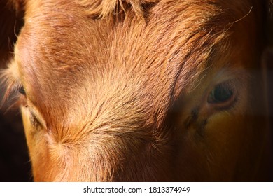 muzzle of a large red cow