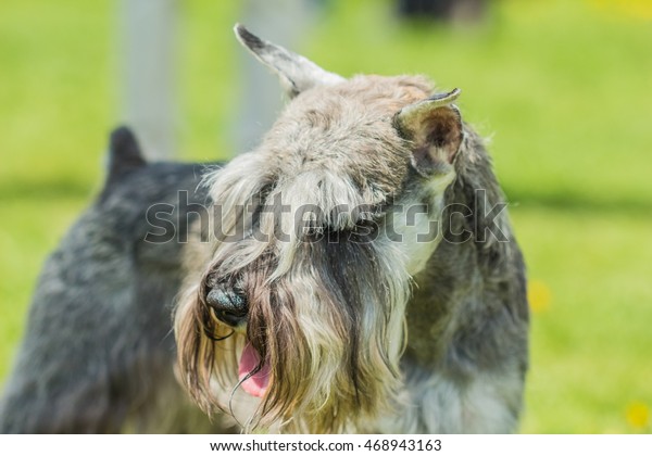 schnauzer muzzle