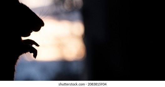 Muzzle and paws, silhouette of a rat in a dark room against the background of a light spot. Rat head silhouette.