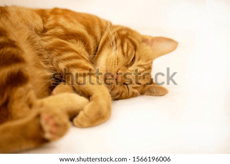 Similar – Image, Stock Photo have a nap Lifestyle