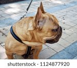 muzzle of a red dog