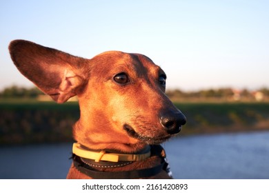 Muzzle Of A Red Dog With Long Ears Close-up. The Long Ear Of A Dachshund Flutters In A Strong Wind