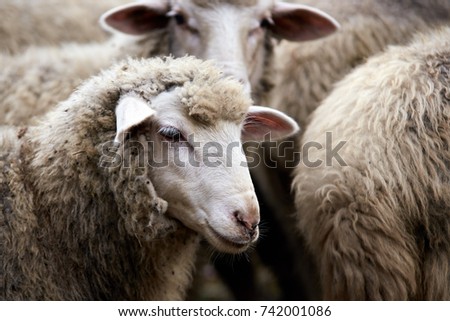 Muzzle sheep. Breeding animals  
