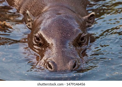 35 Midget Hippopotamus Images, Stock Photos & Vectors | Shutterstock