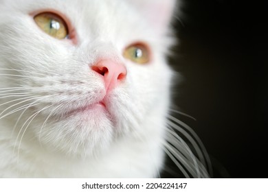 muzzle of a white cat close-up on a black background. - Powered by Shutterstock