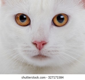 Muzzle Of A White Domestic Cat With Yellow Eyes Close Up.