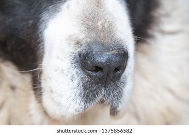 muzzle of a white-colored dog