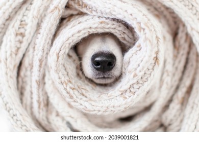 Muzzle Is Wrapped In Knitted Scarf Close-up. Charming Wet Black Dog Nose Inside Warm Clothes. Warming Up For Winter. Cozy Autumn Or Winter Concept