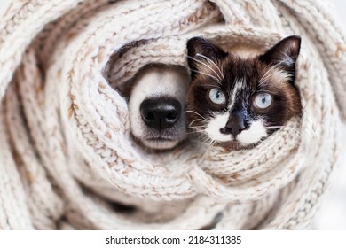 Muzzle Is Wrapped In White Hand-knitted Scarf In Close-up. Dog And Cat Inside Warm Clothes. Warming Up For Winter. Dog Face Close-up For Banner