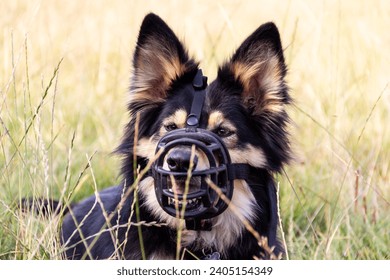 Muzzled -beautiful long haired German shepherd dog wearing heavy duty muzzle lies in grassy field. Muzzles prevent biting and attacks. - Powered by Shutterstock