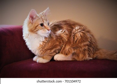 My Baby Maine Coon - Shutterstock ID 701104972