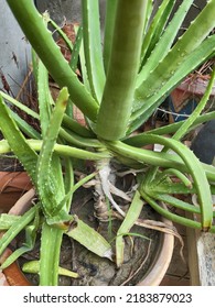 My Backyard Cactus In Rainy Season