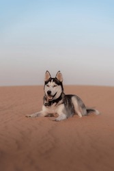 Mon Beau Husky Reposant Après Une Journée De Jeu Dans Le Désert De Dubaï 