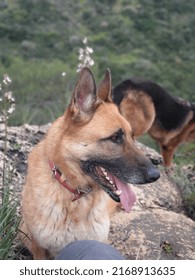 My Beloved Pet On Mt. Carmel Reserve Israel