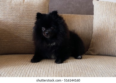 My Black Pomeranian