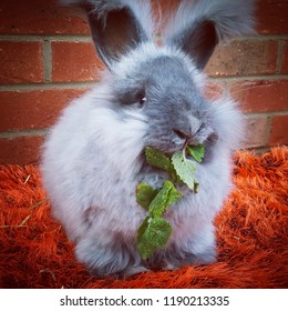 My Blue English Angora Rabbit