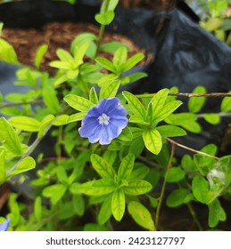 My blue flower attracts a lot of attention in my garden