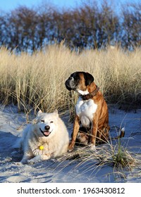 My Boxerdog Marie and my Husky Nini enjoying the sunset