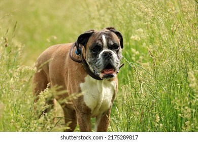 My boxerdog Marie on a summer meadow, close up.