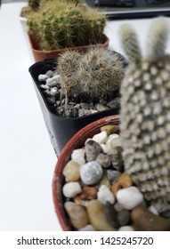 My Cactus ,Cactus ,Nuture ,Nature On The Desk ,Cactus On The Desk