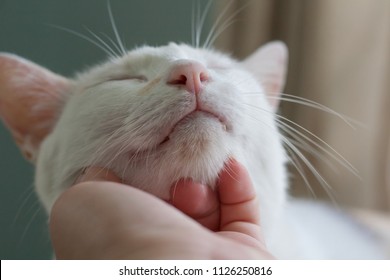 My Cat Enjoys A Good Chin Scratch From Me.