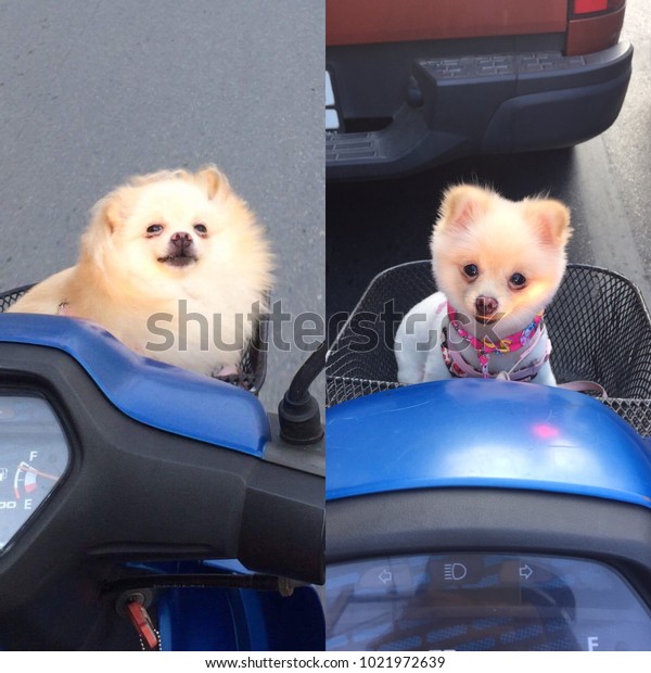 My dog before and
after she gets off salon