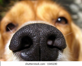 My Dog, Chance, Sniffing The Camera With His Perfect Cold, Wet, Big, Black Nose And Eye Sparkle.