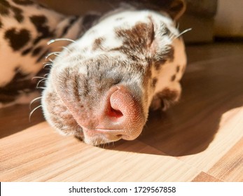 My Dog, Chance, Sniffing The Camera With His Perfect Cold, Wet, Big, Brown Nose And Closed Eyes.Brown Chocolate Dalmatian Dog Is Sleeping. Sleeping Puppy. Young Cute Dog.