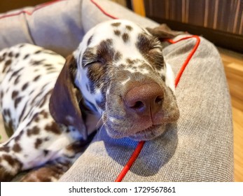 My Dog, Chance, Sniffing The Camera With His Perfect Cold, Wet, Big, Brown Nose And Closed Eyes.Brown Chocolate Dalmatian Dog Is Sleeping. Sleeping Puppy. Young Cute Dog.