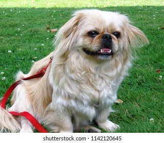 My Dog Enjoying The Summer Weather In The Shade. Backyard Fun Time For Everyone In The Summer. Even Max Enjoys A Good Barbeque - Plenty Of Good Food To Eat.