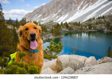 My dog Jack at First Lake at Big Pine Inyo National Forest