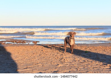 My Dog Malena Who Is Missing A Leg Enjoying The Beach