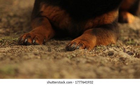 My Dog's Feets In The Garden