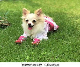 Royalty Free Dog Wearing Shoes Stock Images Photos Vectors