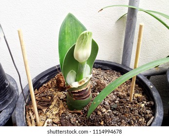 My Haemanthus Flower