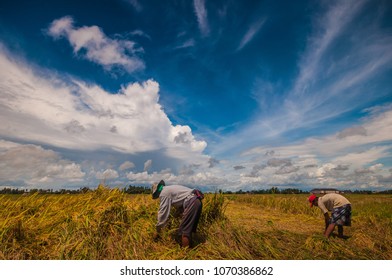 My Job At Paddy Fiels