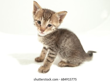 768 Kitty Kat Images, Stock Photos & Vectors | Shutterstock